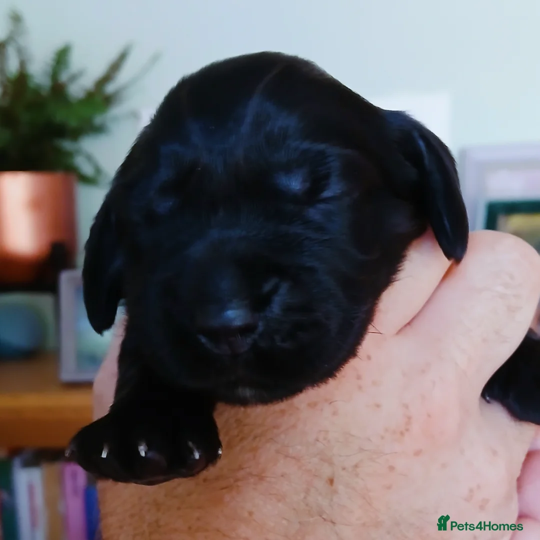 Cocker Spaniel dogs for sale: Cocker Spaniel puppies  - Image 7