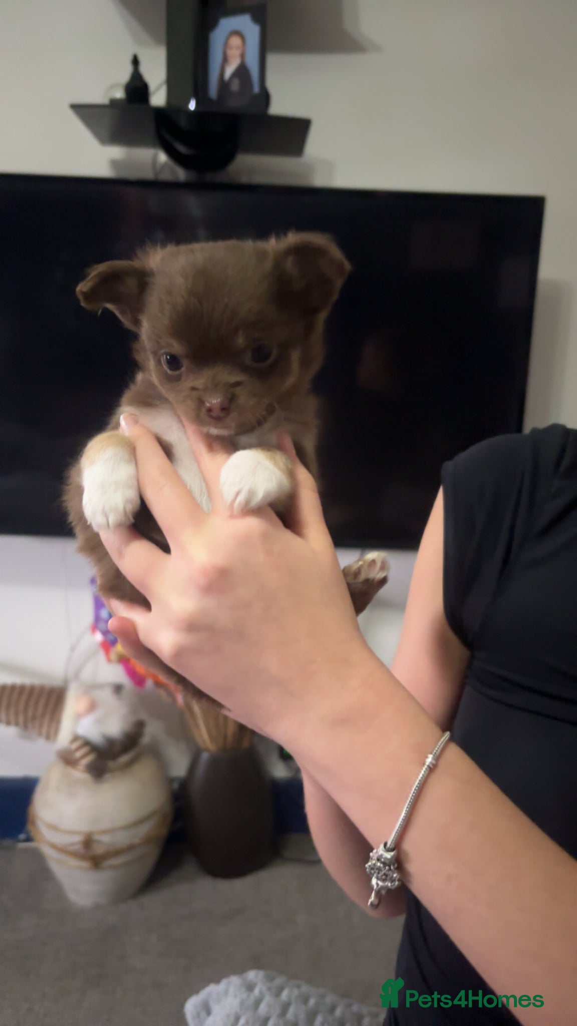 Chihuahua dogs 4 beautiful chihuahua puppies  - Advert 3