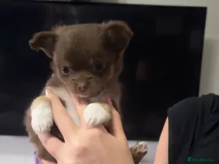 Chihuahua dogs 4 beautiful chihuahua puppies - Advert 3