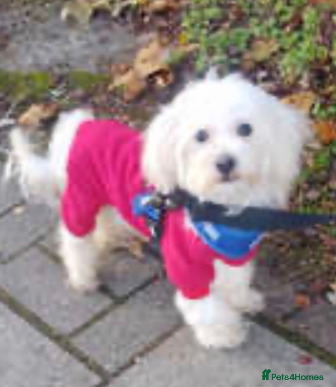 Maltese dogs for sale: Jake Maltese boy is only 4 months old in Ilford - Image 4
