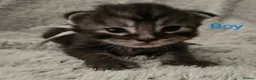 Maine Coon cats for sale: 6 TICA registered Maine Coon kittens. - Advert 10