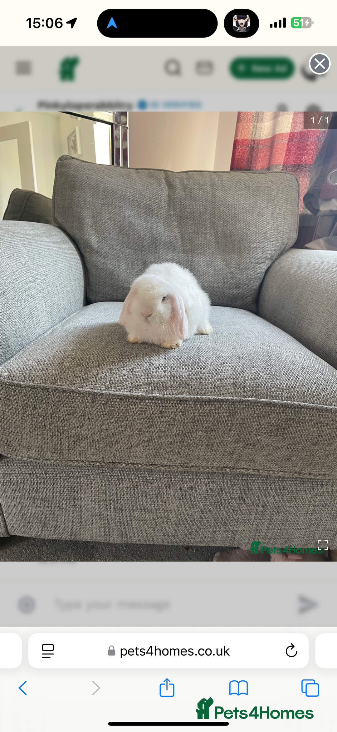 Mini Lop rabbits for sale: Pedigree mini lop bunnies - Image 4