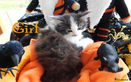 Maine Coon cats for sale: FABULOUS FLUFFY PEDIGREE MAINE COON KITTENS - Image 18