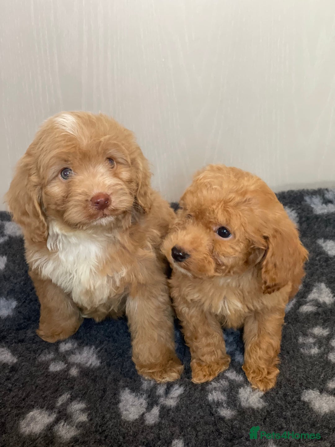 Cockapoo dogs for sale: Adorable cockapoo pups - Advert 17