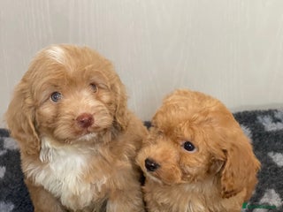 Cockapoo dogs Adorable cockapoo pups - Advert 1