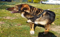 Mixed Breed dogs for adoption: Meet Little BEAR, a Lovely but naughty Boy... - Image 21