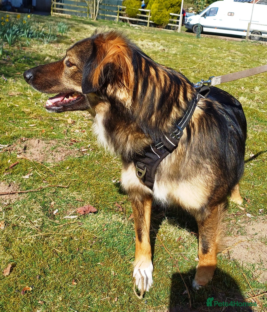 Mixed Breed dogs for adoption: Meet Little BEAR, a Lovely but naughty Boy... - Image 21