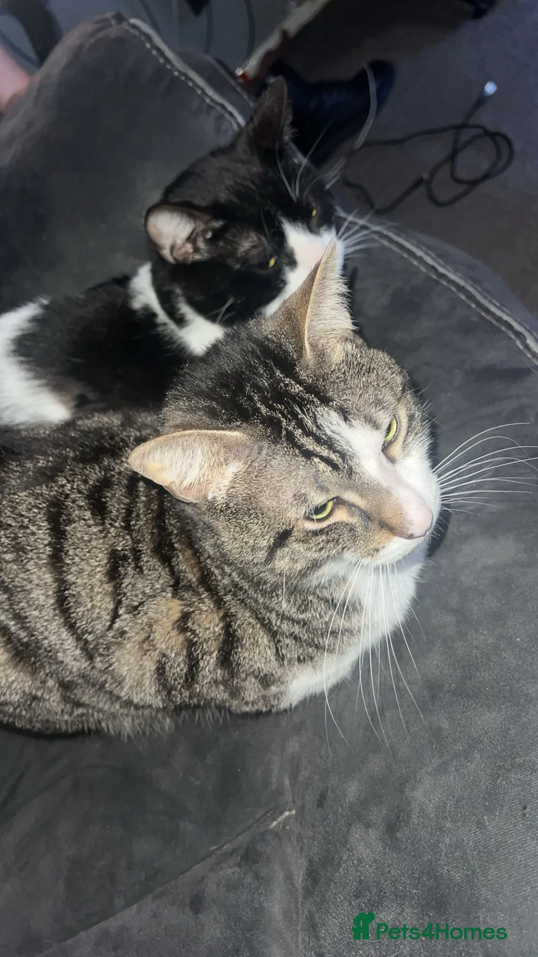 Mixed Breed cats for sale: 2 cats. Mini & Bluey  - Advert 2
