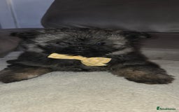 Mixed Breed dogs for sale: Shiranian puppies  - Image 8