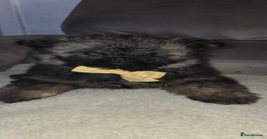 Mixed Breed dogs - Advert 12