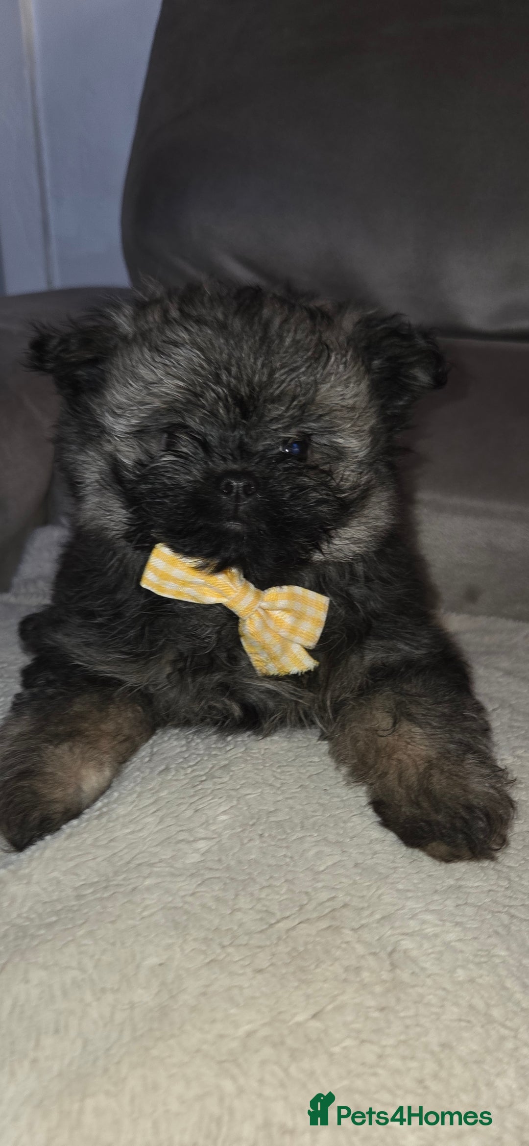Mixed Breed dogs for sale: Shiranian puppies  - Image 8