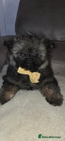 Mixed Breed dogs - Advert 10