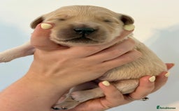 Golden Retriever dogs for sale: Outstanding, KC Champion Golden Retrievers 🐾🏆  in St. Neots - Image 28