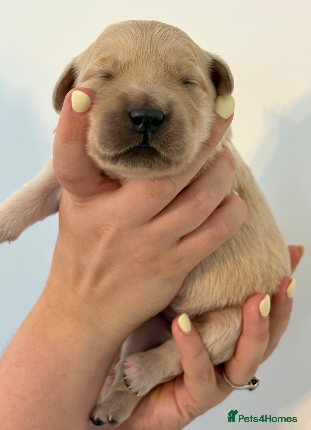 Golden Retriever dogs for sale: Outstanding, KC Champion Golden Retrievers 🐾🏆  in St. Neots - Image 28