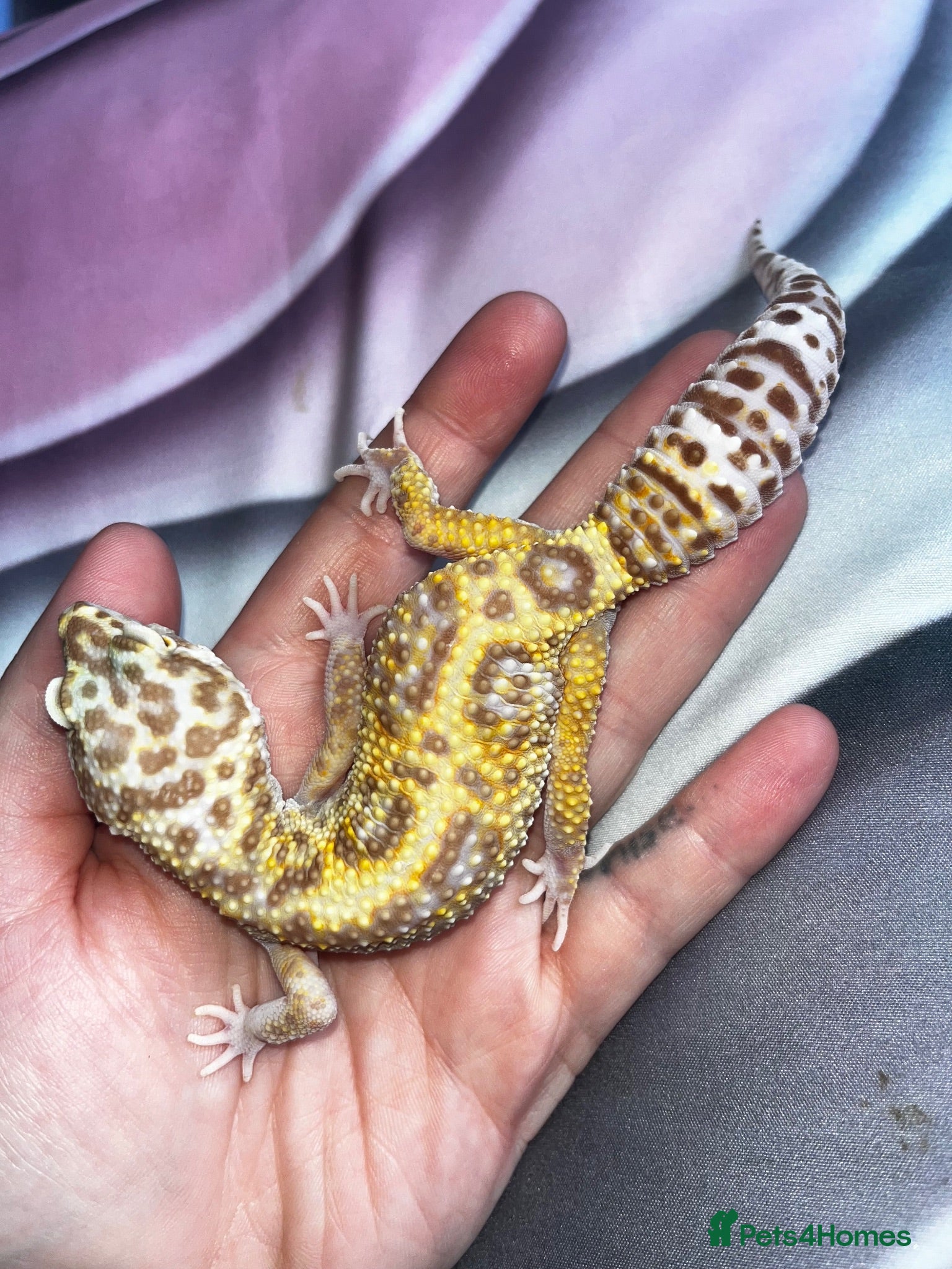 Leopard Gecko reptiles Various Leopard Geckos  - Advert 11
