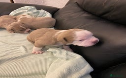 Mixed Breed dogs for sale: Old Tyme bulldogs puppies for sale.  - Image 13