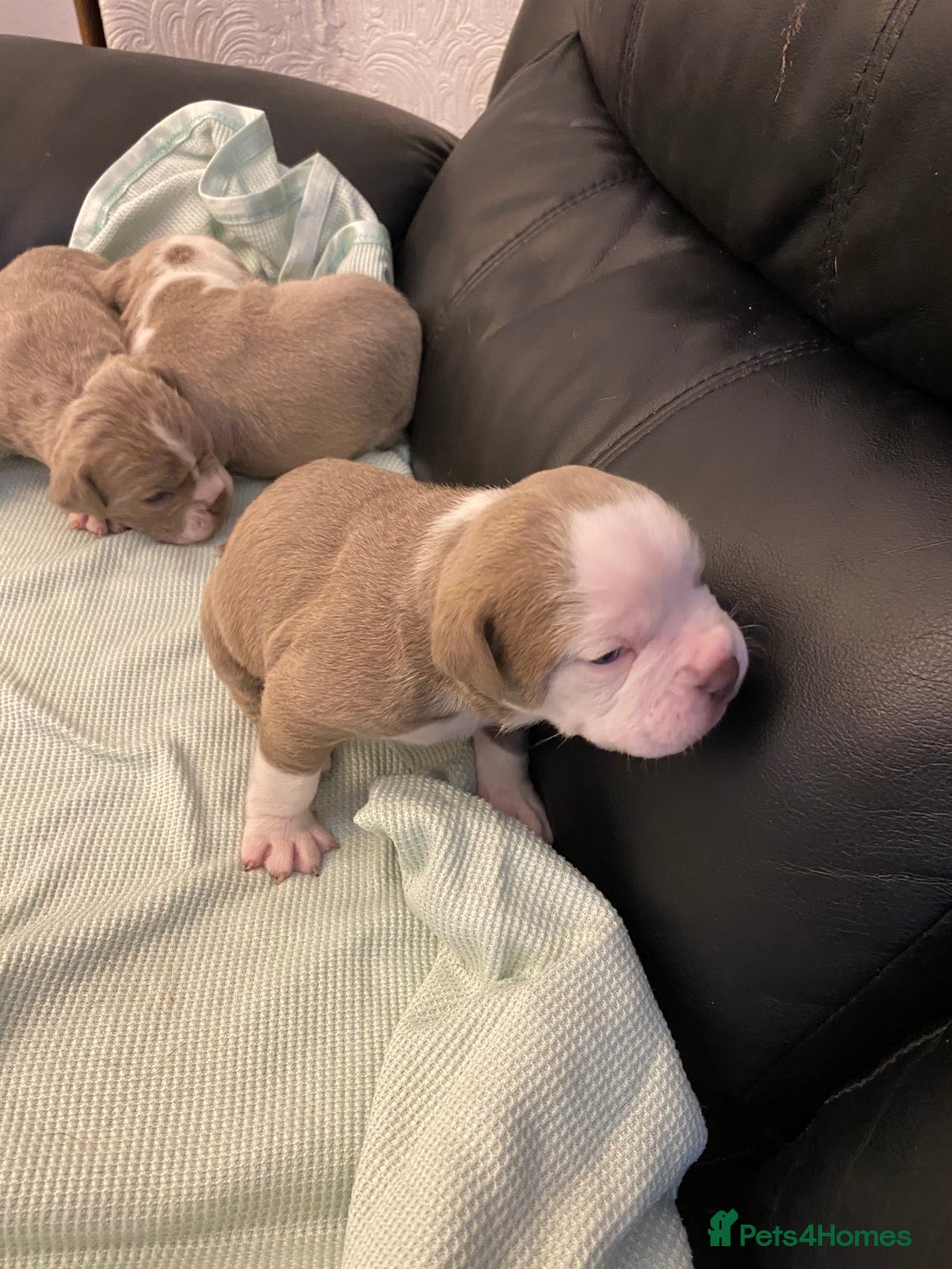 Mixed Breed dogs for sale: Old Tyme bulldogs puppies for sale.  - Image 13