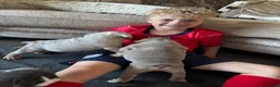 English Bulldog dogs for sale: English Bulldog Puppies – 5 Girls & 2 Boys - Advert 8