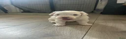 Maltese dogs for sale: Adorable Maltese puppies, ready now - Advert 2