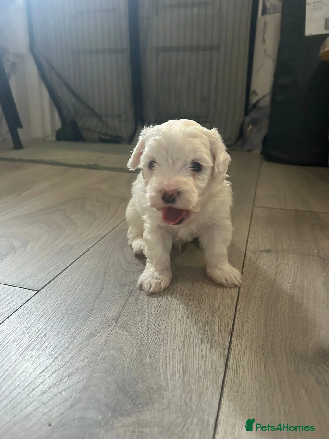 Maltese dogs for sale: Adorable Maltese puppies, ready now - Advert 2
