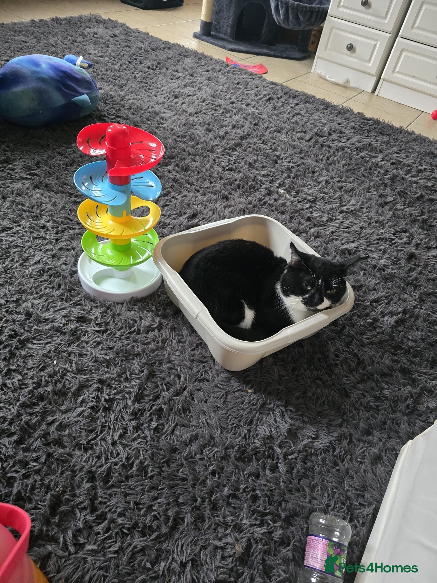 Mixed Breed cats Max is A Black and white cat  - Advert 1