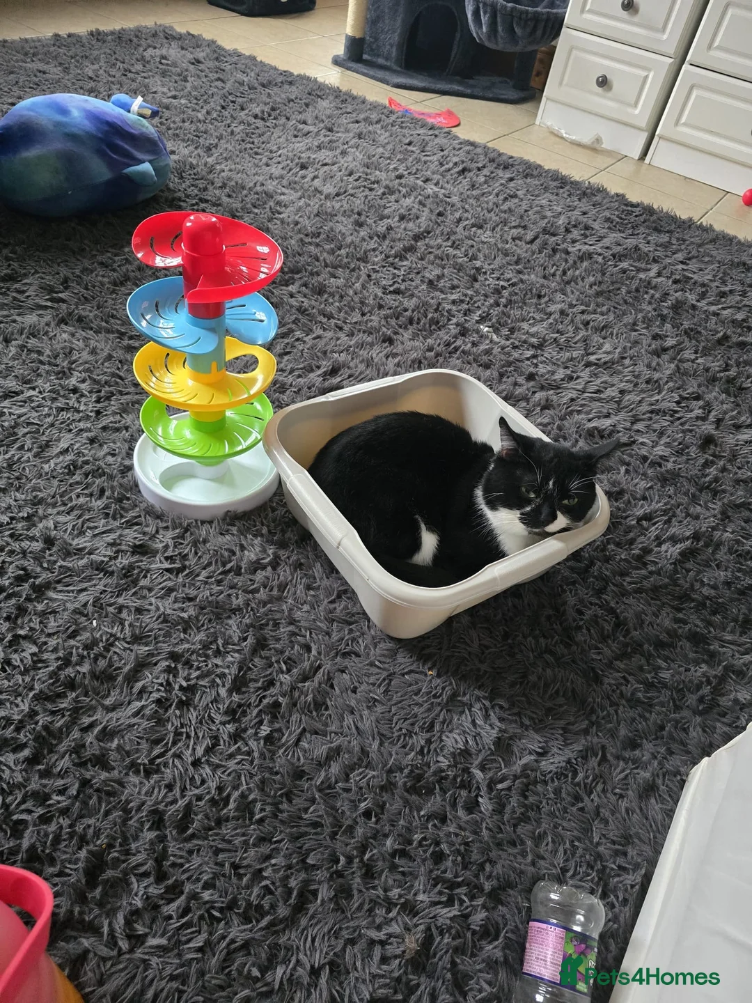 Mixed Breed cats for sale: Max is A Black and white cat  - Advert 1
