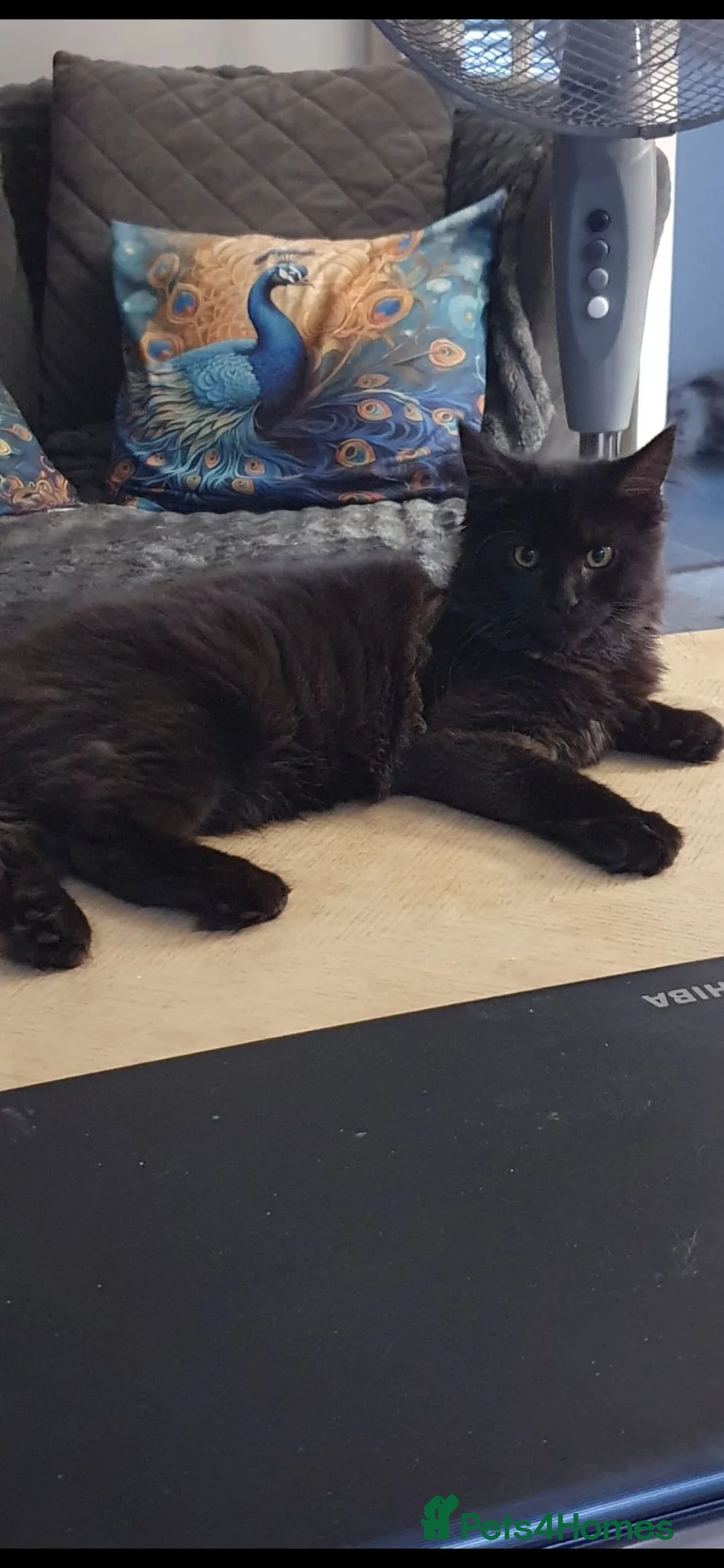 Maine Coon cats for sale: Main coon kittens - Advert 2