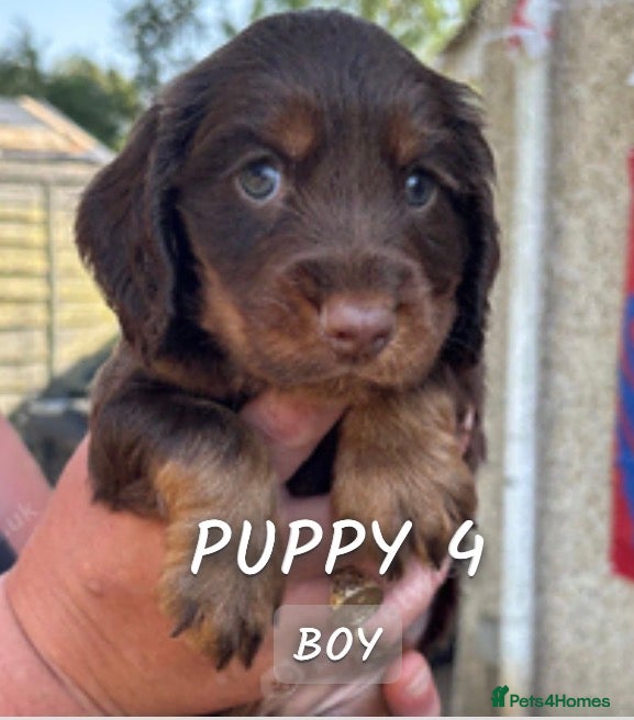 Sprocker dogs Gorgeous Sprocker puppies - Advert 16