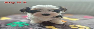 Biewer Terrier 5