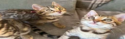 Bengal cats for sale: ✨ Beautiful Bengal Kittens✨ - Advert 13