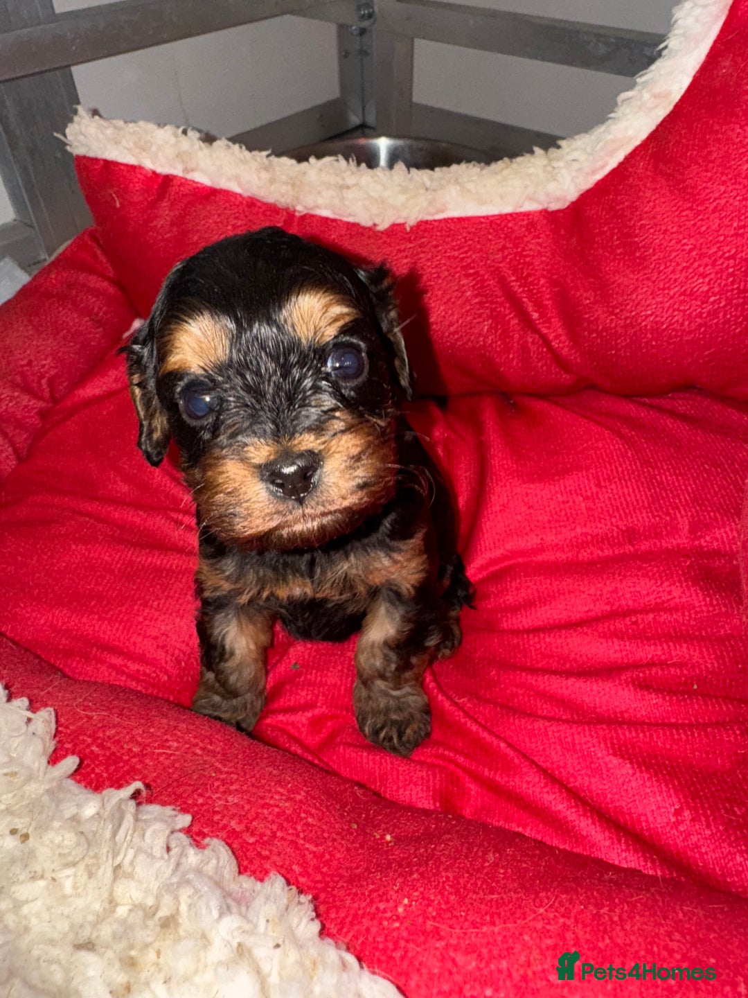 Cavapoo dogs for sale:   ✨ Adorable Miniature Cavapoo Puppies ✨ - Advert 15