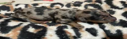 Dachshund dogs for sale: Dachshund puppys in Peterlee - Advert 4