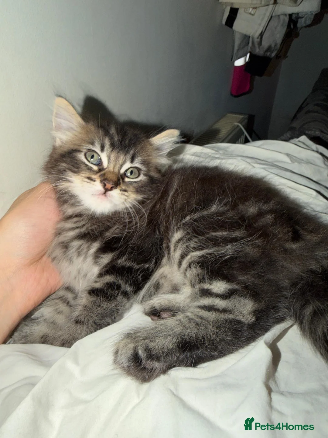 Mixed Breed cats for sale: 4 beautiful kittens ready for a safe/loving home  - Advert 2