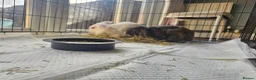 Mixed Breed rabbits for sale: 2 female rabbits for sale in Goole - Advert 4