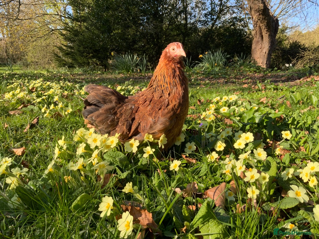 Chickens poultry for sale: Silkie, Pekin, Polish, Brahma, Faverolle Hens  - Advert 11