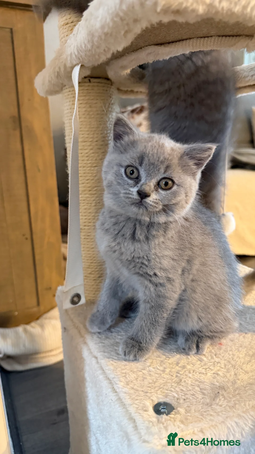 British Shorthair cats for sale: British Shorthair  - Advert 1