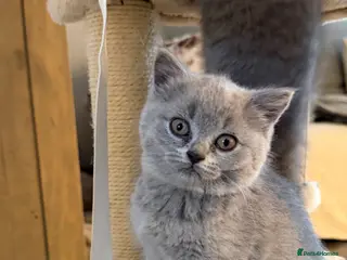 British Shorthair cats British Shorthair - Advert 1