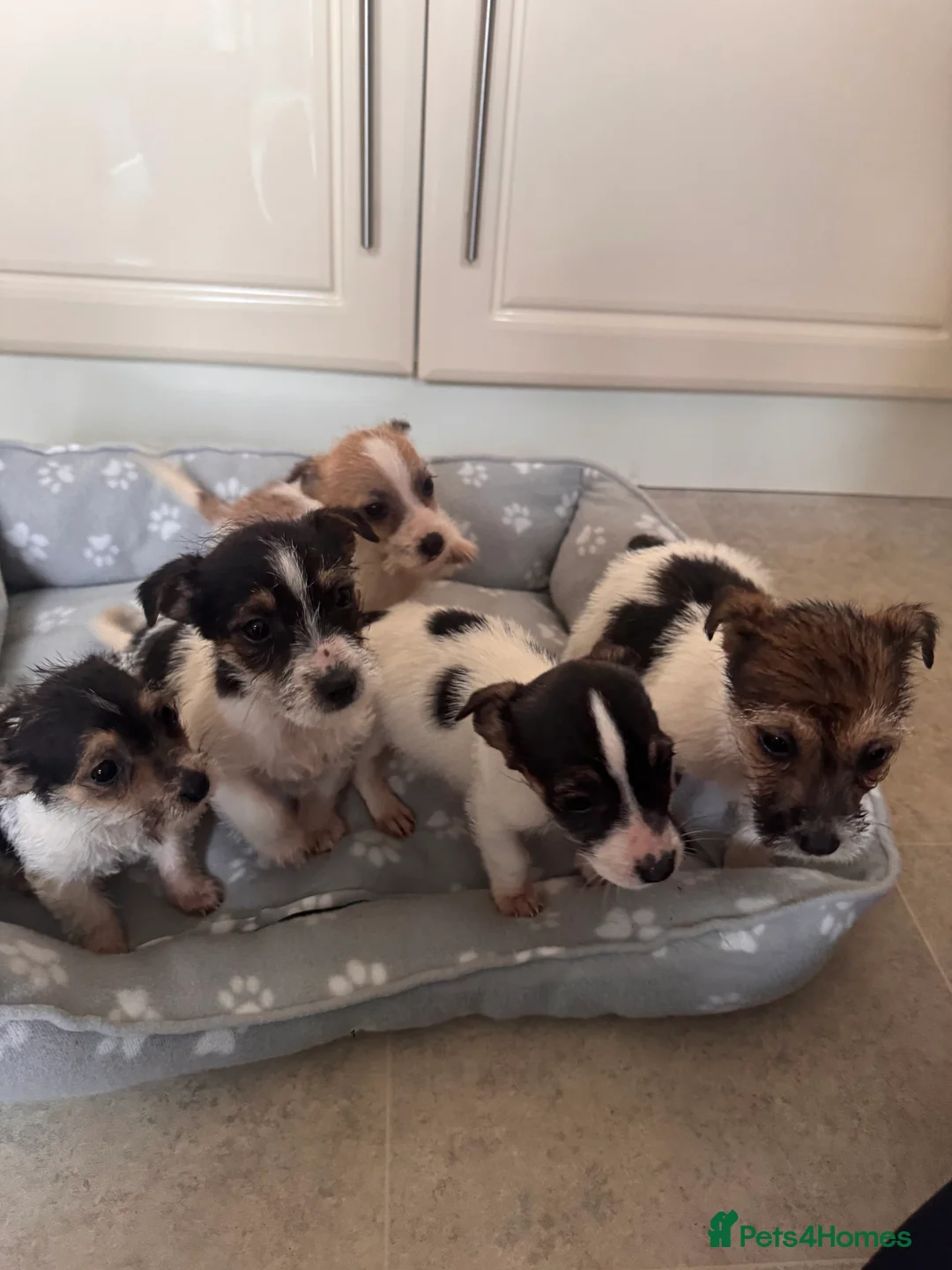 Jack Russell dogs for sale: Jack russels pups  - Advert 6
