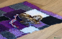 Miniature Dachshund dogs for sale: Pra clear ready now miniature dachshunds  - Advert 4