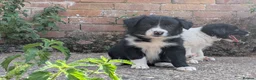 Border Collie dogs for sale: Border Collie Puppies for sale - Advert 3