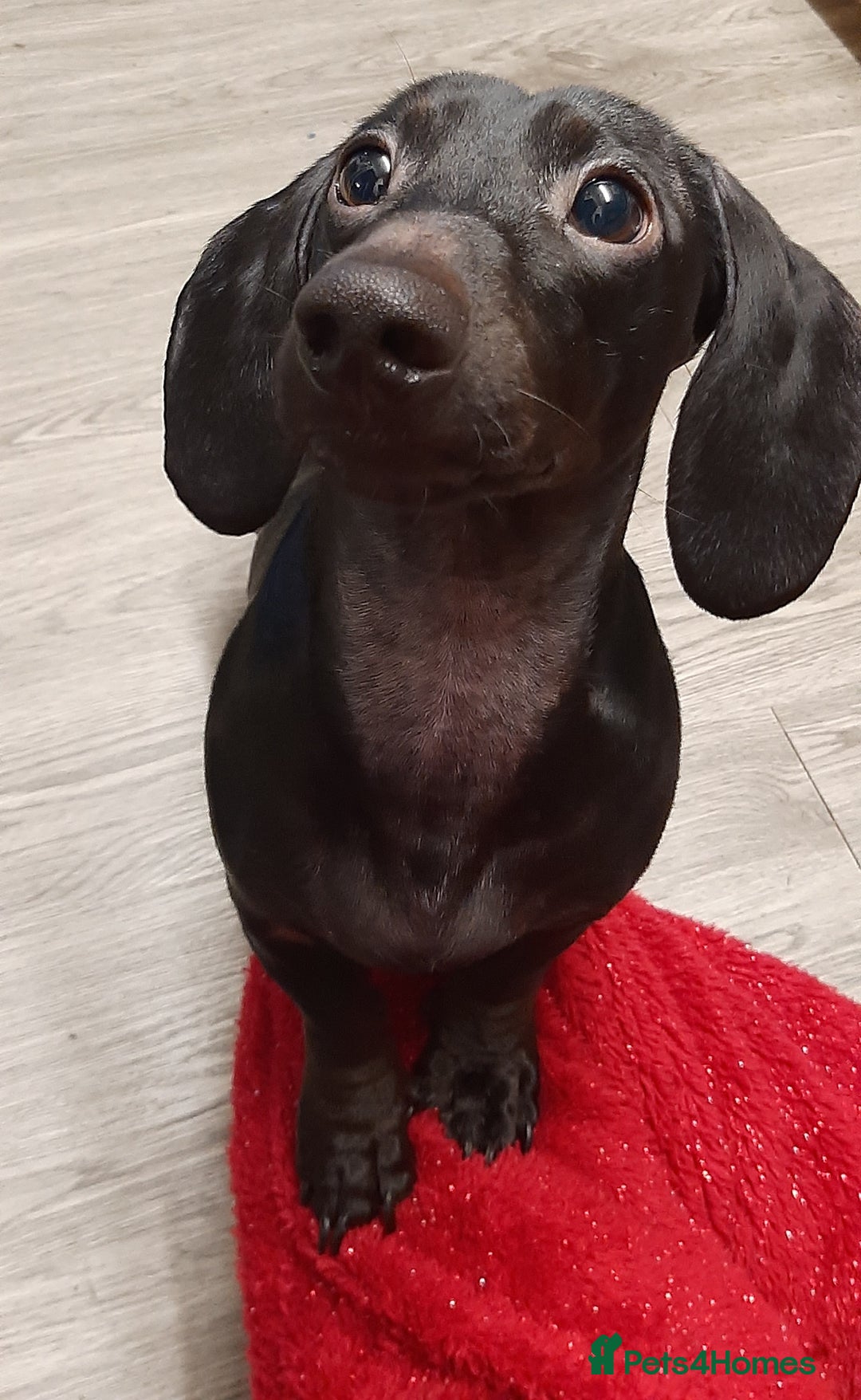 Miniature Dachshund dogs for stud: Pure black miniature dashboard stud - Advert 4