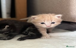 British Longhair cats for sale: Beautiful British longhair kittens - Image 13