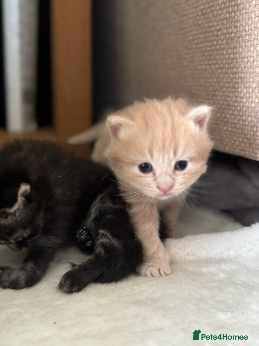 British Longhair cats for sale: Beautiful British longhair kittens - Image 13