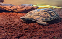 Tortoise reptiles for sale: 22 year old female tortoise and 4fy viv - Image 4