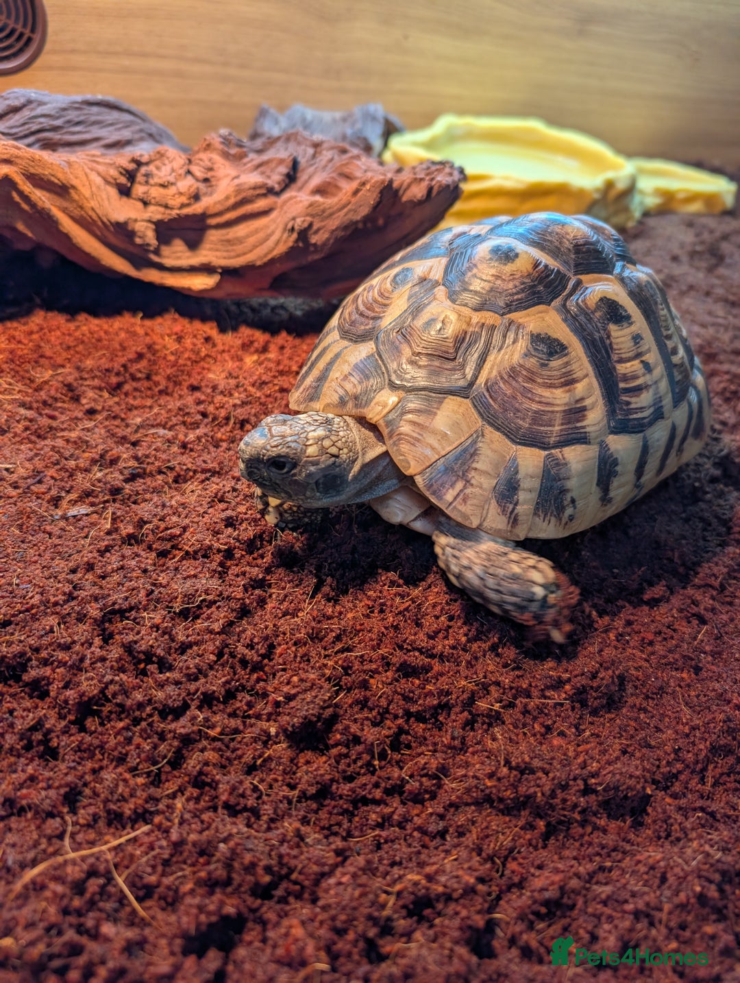 Tortoise reptiles for sale: 22 year old female tortoise and 4fy viv - Image 4