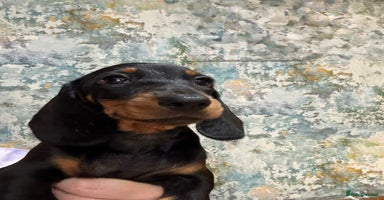 Miniature Dachshund dogs - Advert 13
