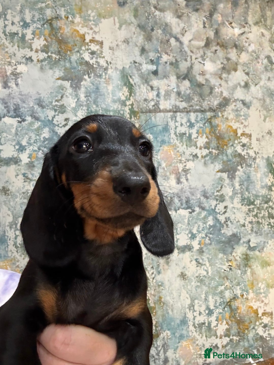 Miniature Dachshund dogs for sale: Available puppies at DELLM DAXIES 🐶 - Image 9