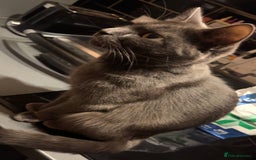 Mixed Breed cats for sale: 4 beautiful female kittens avaliable  - Advert 1