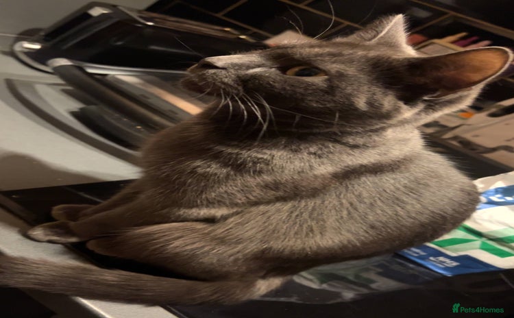 Mixed Breed cats 4 beautiful female kittens avaliable  - Advert 1