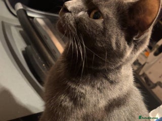 Mixed Breed cats 4 beautiful female kittens avaliable - Advert 1